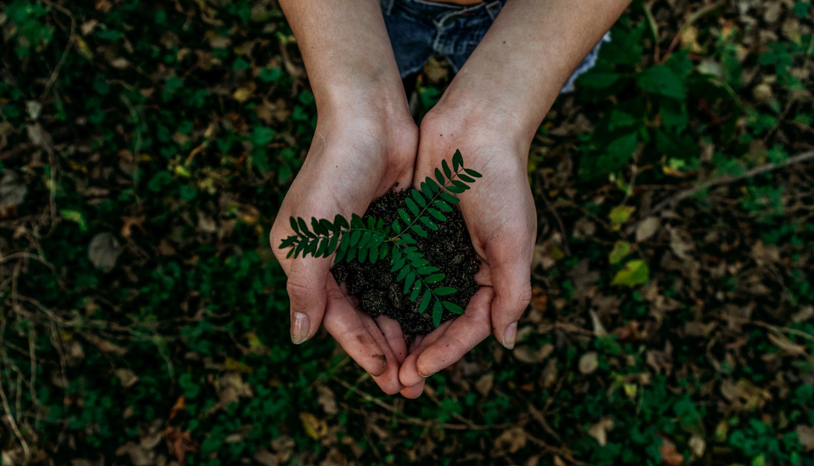 Händer som håller en planta